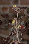 Berberis vulgaris