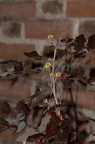 Berberis vulgaris 02