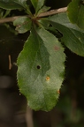 Berberis vulgaris 04