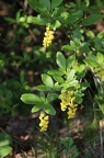 Berberis vulgaris 05