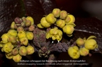 Berberis vulgaris 06