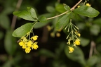 Berberis vulgaris 07