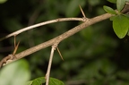 Berberis vulgaris 08