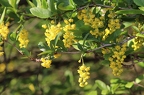 Berberis vulgaris 09