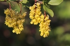 Berberis vulgaris 10