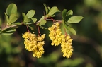 Berberis vulgaris 11