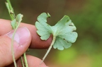 Saxifraga granulata1 2