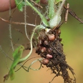 Saxifraga granulata1 4