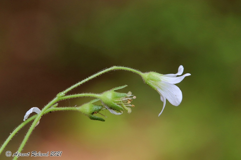 Saxifraga_granulata1_3.jpg