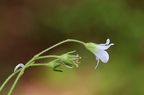 Saxifraga granulata1 3