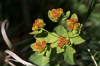 Euphorbia polychroma 1