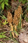 Neottia nidus-avis