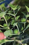 Euphorbia lathyris 2