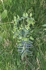 Euphorbia lathyris 4
