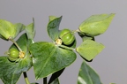 Euphorbia lathyris 6