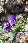 Viola alpina 4