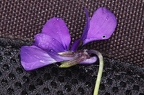 Viola alpina 6