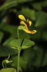 Viola biflora 01