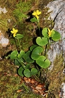 Viola biflora 03