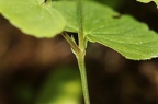 Viola biflora 10