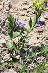 Vinca herbacea 1