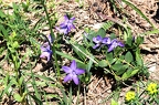 Vinca herbacea 2