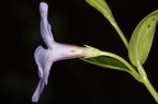 Vinca minor 1