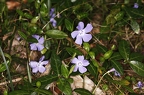 Vinca minor 2