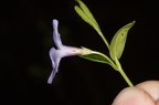Vinca minor 3