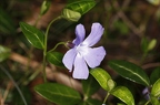 Vinca minor 4