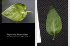 Vinca major 1
