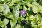 Vinca major 3