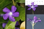 Vinca major 4