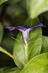 Vinca major 5