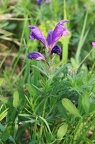 Dracocephalum austriacum