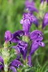 Dracocephalum austriacum 2