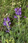 Dracocephalum austriacum 3