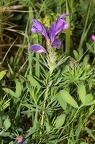 Dracocephalum austriacum 4