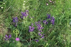 Dracocephalum austriacum 5