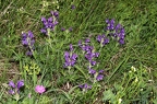 Dracocephalum austriacum 7