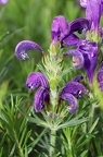 Dracocephalum austriacum 8