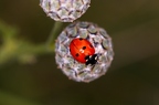 Coccinella septempunctata