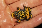 Bombina variegata