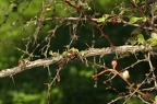 Berberis thunbergii 