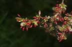 Berberis thunbergii 2