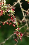 Berberis thunbergii 4