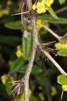 Berberis julianae 1