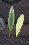 Berberis julianae 2