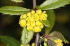 Berberis julianae 4