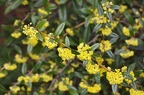 Berberis julianae 5